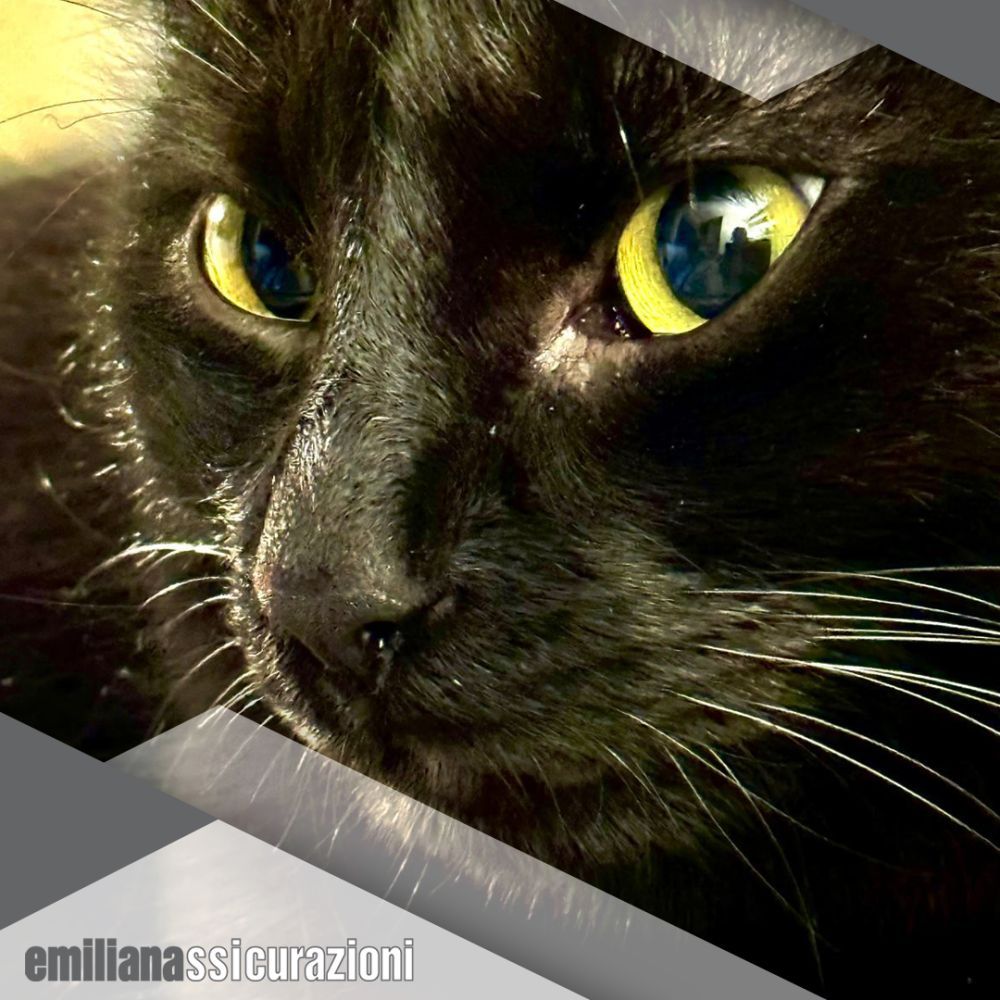 polizza Cane&Gatto/Unipol