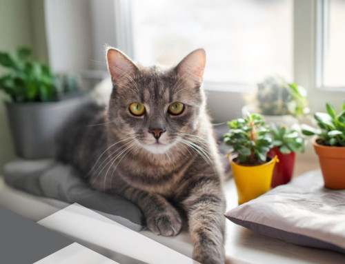 Polizza Cane & Gatto Unipol