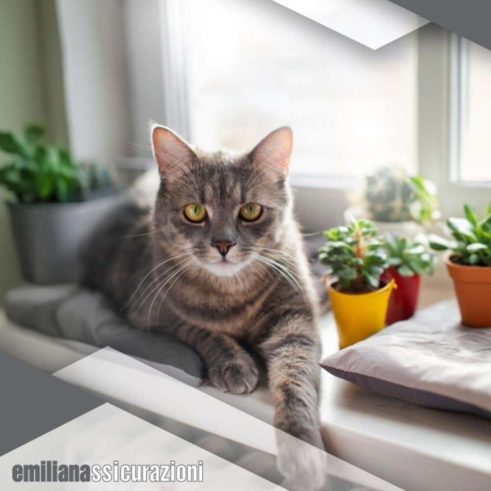 Emiliana Assicurazioni - animali